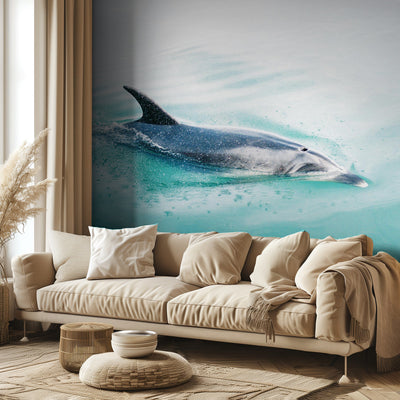 Dolphin N.Z. Northern rumsbild 2