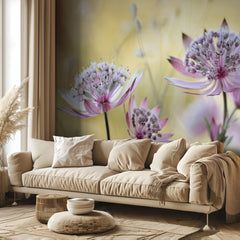 Astrantia Major