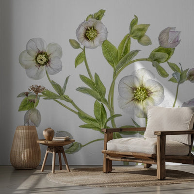 Hellebore rumsbild 2