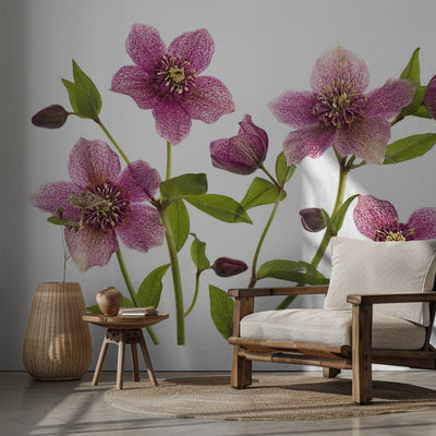 Helleborus x hybridus Tutu rumsbild 2
