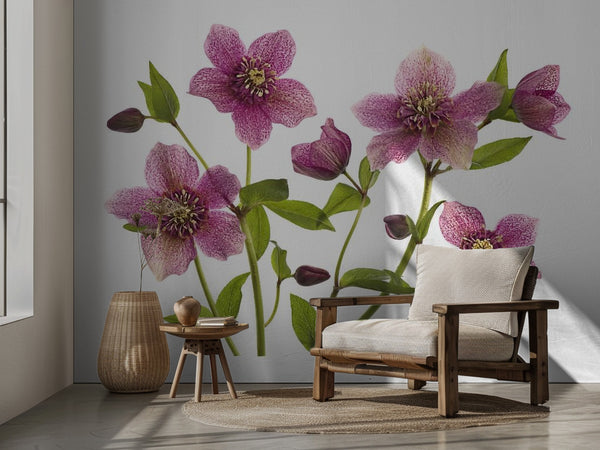 Helleborus x hybridus Tutu miljöbild 2