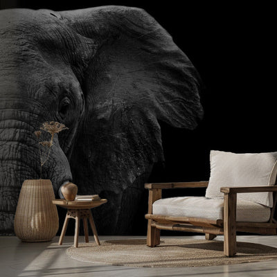 Elephant rumsbild 2