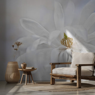 Magnolia Stellarta rumsbild 2