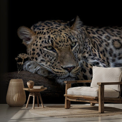 Leopard resting rumsbild 2
