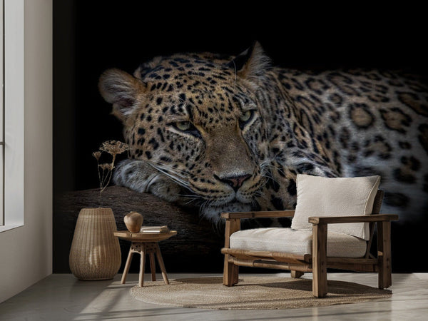 Leopard som hviler miljöbild 2