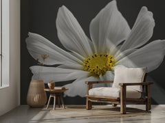 Blommor Cosmos Flower – kvalitetsprodukt för ett vackrare och mer hållbart hem