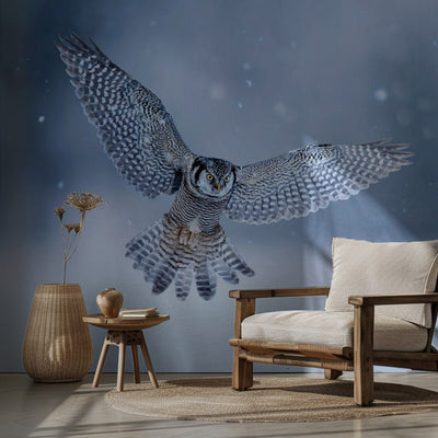 Northern Hawk Owl rumsbild 2