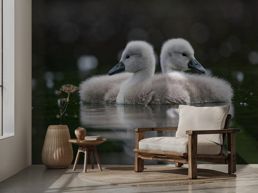 Baby swans