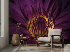 Blommor Radiant Purple Lotus – Fototapet med purpurfärgad lotus i makro – fototapet med unikt motiv som skapar en inspirer...