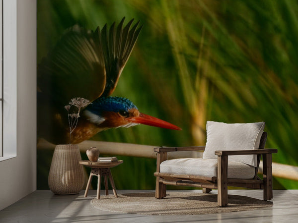 Malachite Kingfisher takeoff miljöbild 2