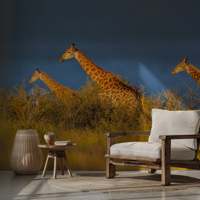 Giraffes at The Sunset rumsbild 2