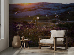 Cotton Grass Sunset Glow