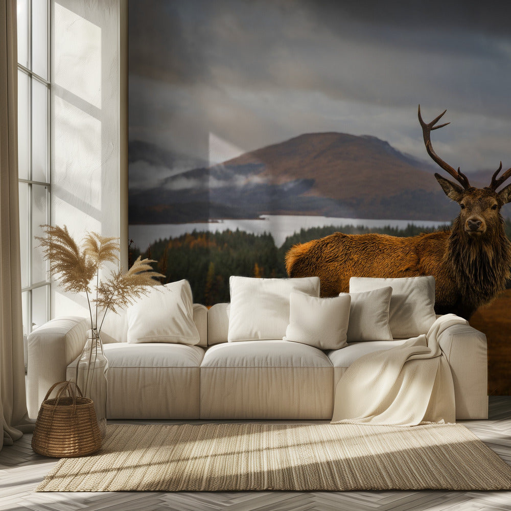 Scottish Stag