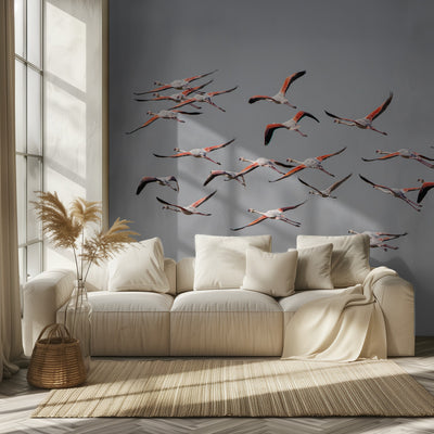Flamingoer i flukt rumsbild 2