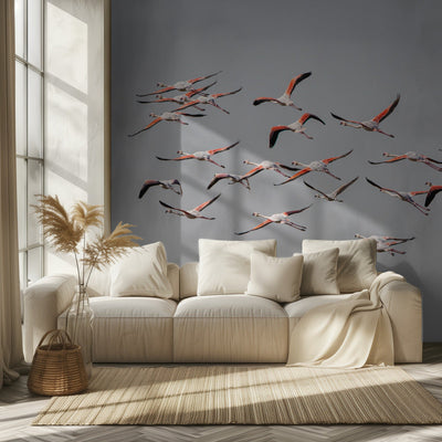 Greater Flamingos in flight rumsbild 2