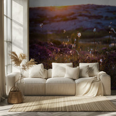 Cotton Grass Sunset Glow