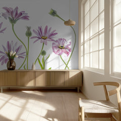 Cape Daisies