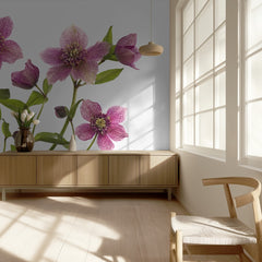 Pink Hellebore Blooms