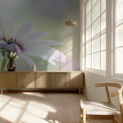 Cape Daisy