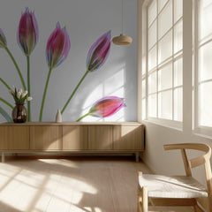 Tulipa