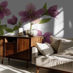 Pink Hellebore Blooms