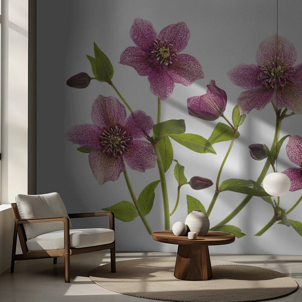 Helleborus x hybridus Tutu miljöbild 3