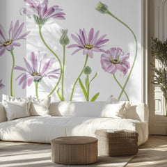Cape Daisies