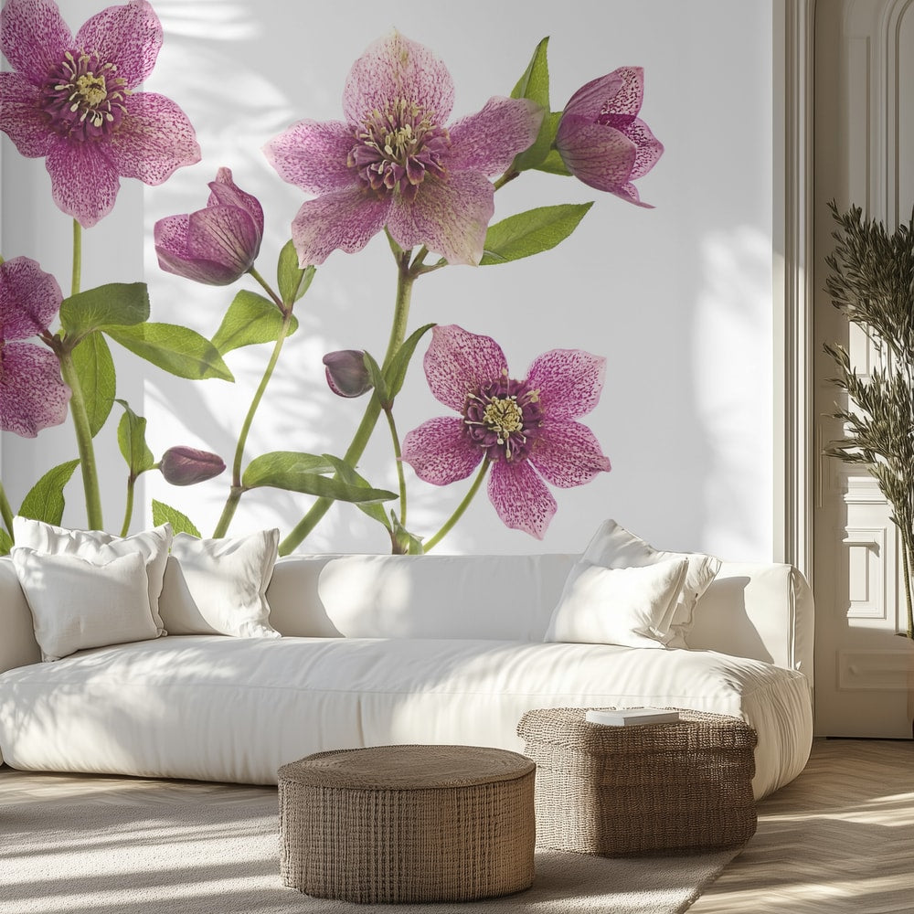 Pink Hellebore Blooms