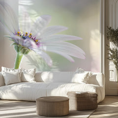 Cape Daisy