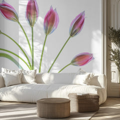 Tulipa