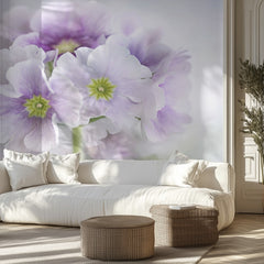 Primula