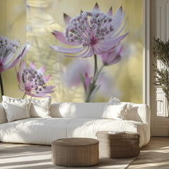 Astrantia Major