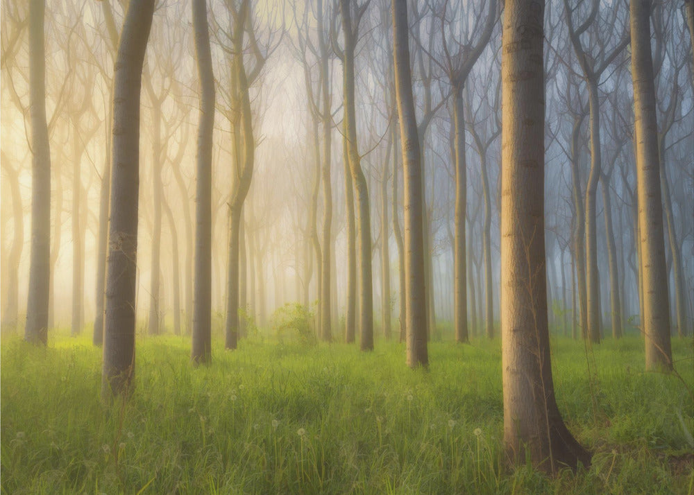 Tåkete morgen