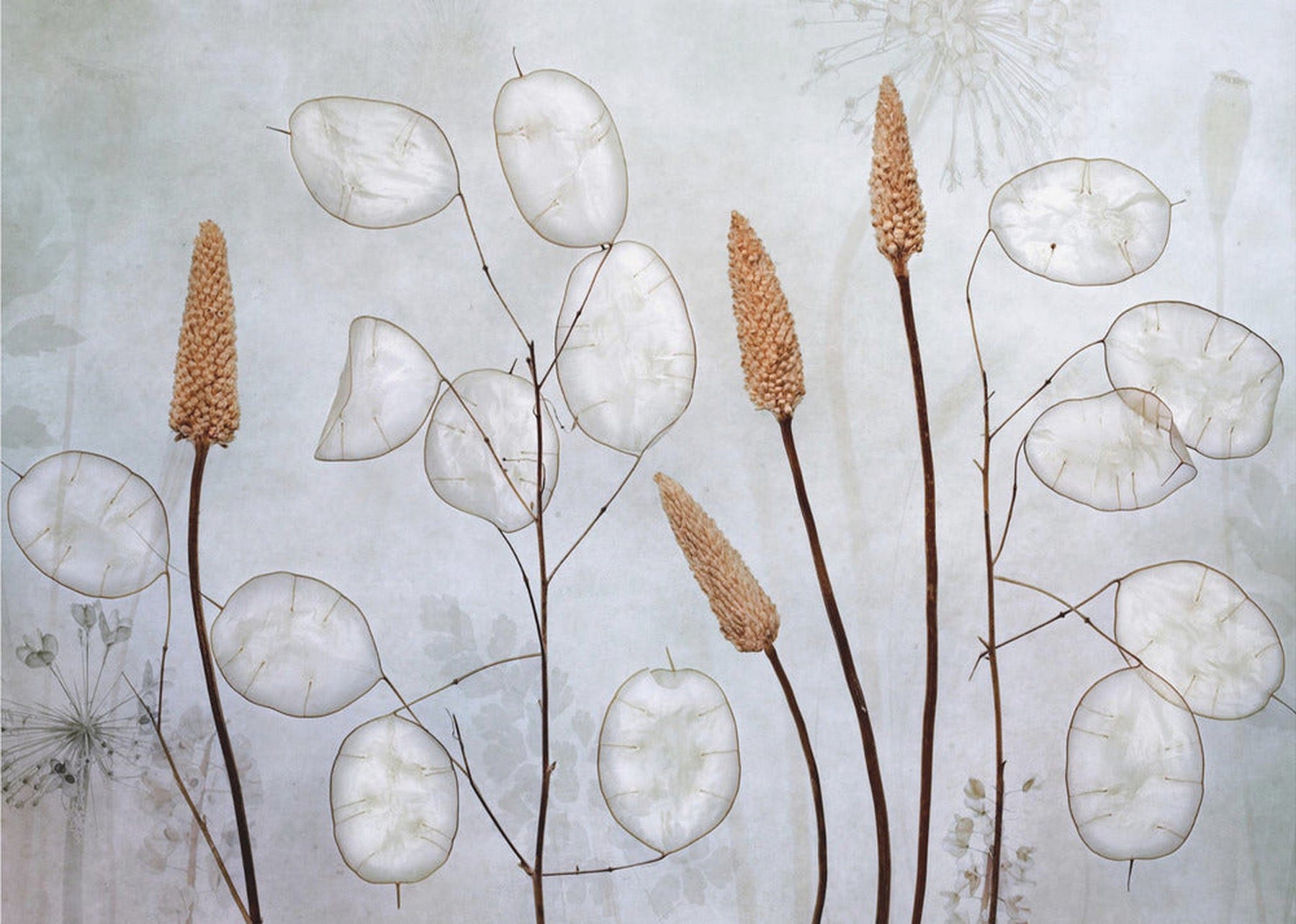 Lunaria