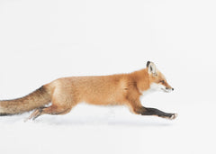 Djur Red Fox on the run - Algonquin Park – kvalitetsprodukt för ett vackrare och mer hållbart hem