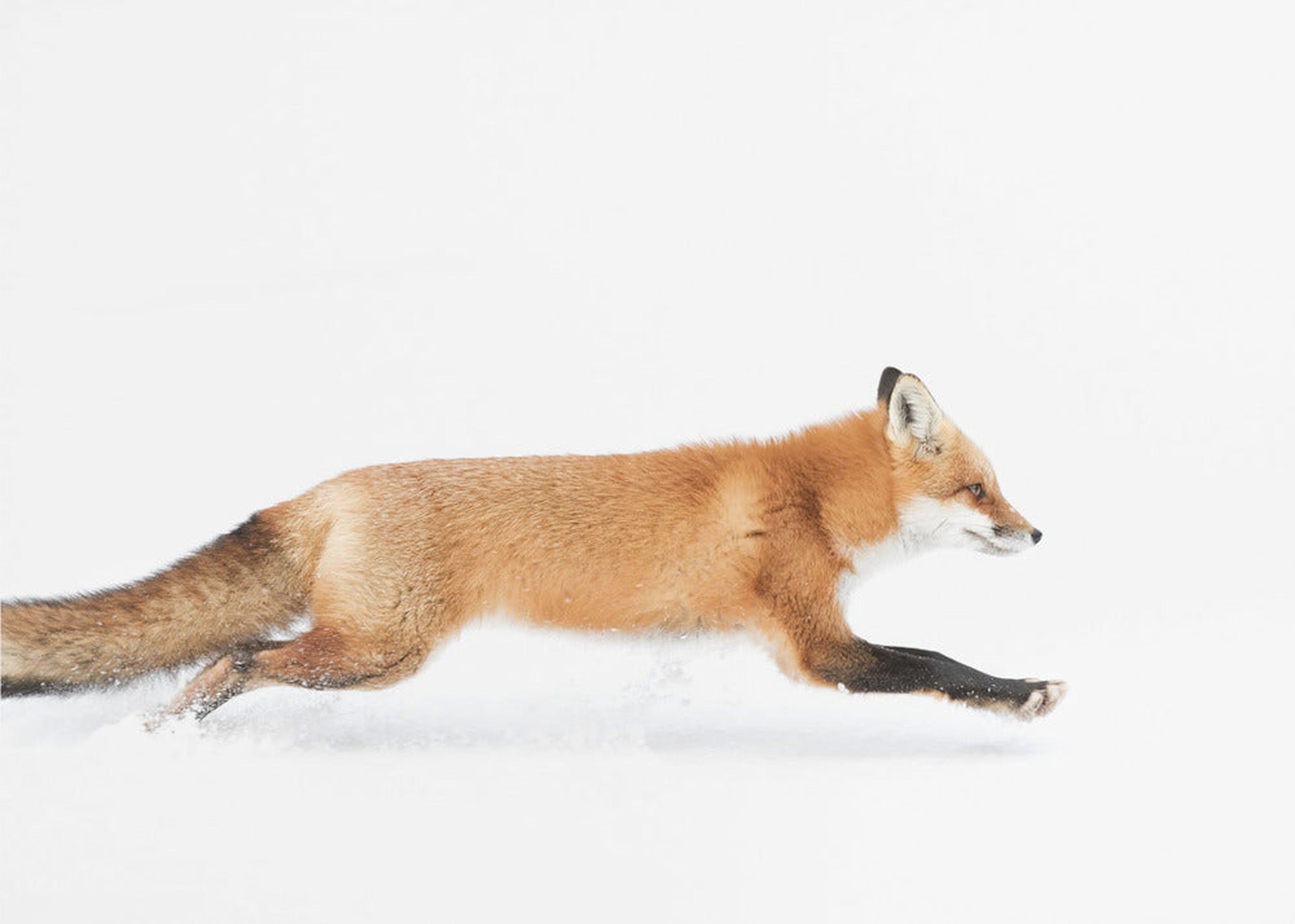 Red Fox on the run - Algonquin Park