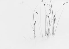 Blommor Black on White – kvalitetsprodukt för ett vackrare och mer hållbart hem