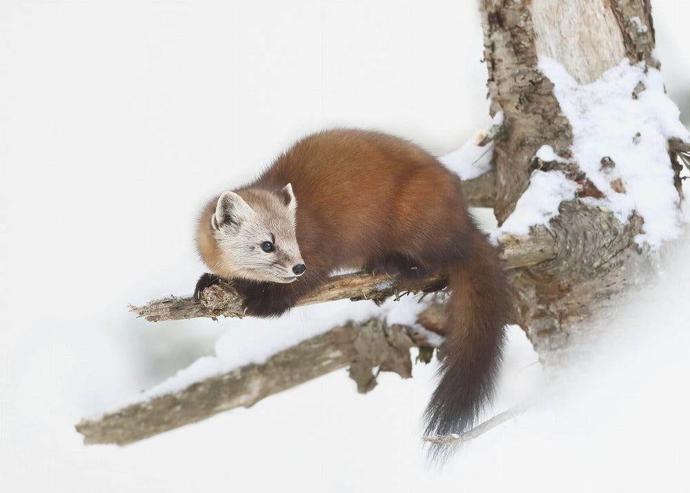 Pine Marten - Algonquin Park