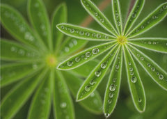 Fresh Green Dewdrops
