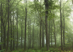 Skog Forest – kvalitetsprodukt för ett vackrare och mer hållbart hem