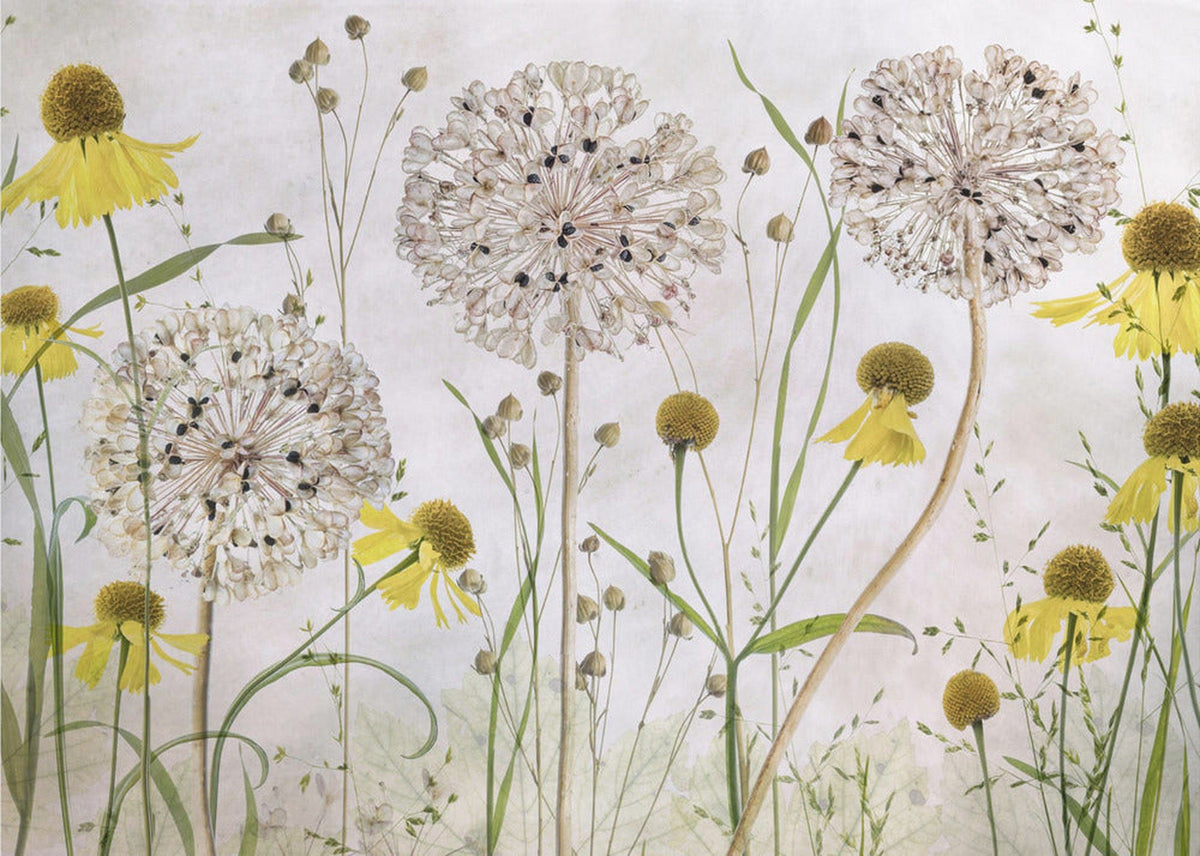 Alliums and heleniums