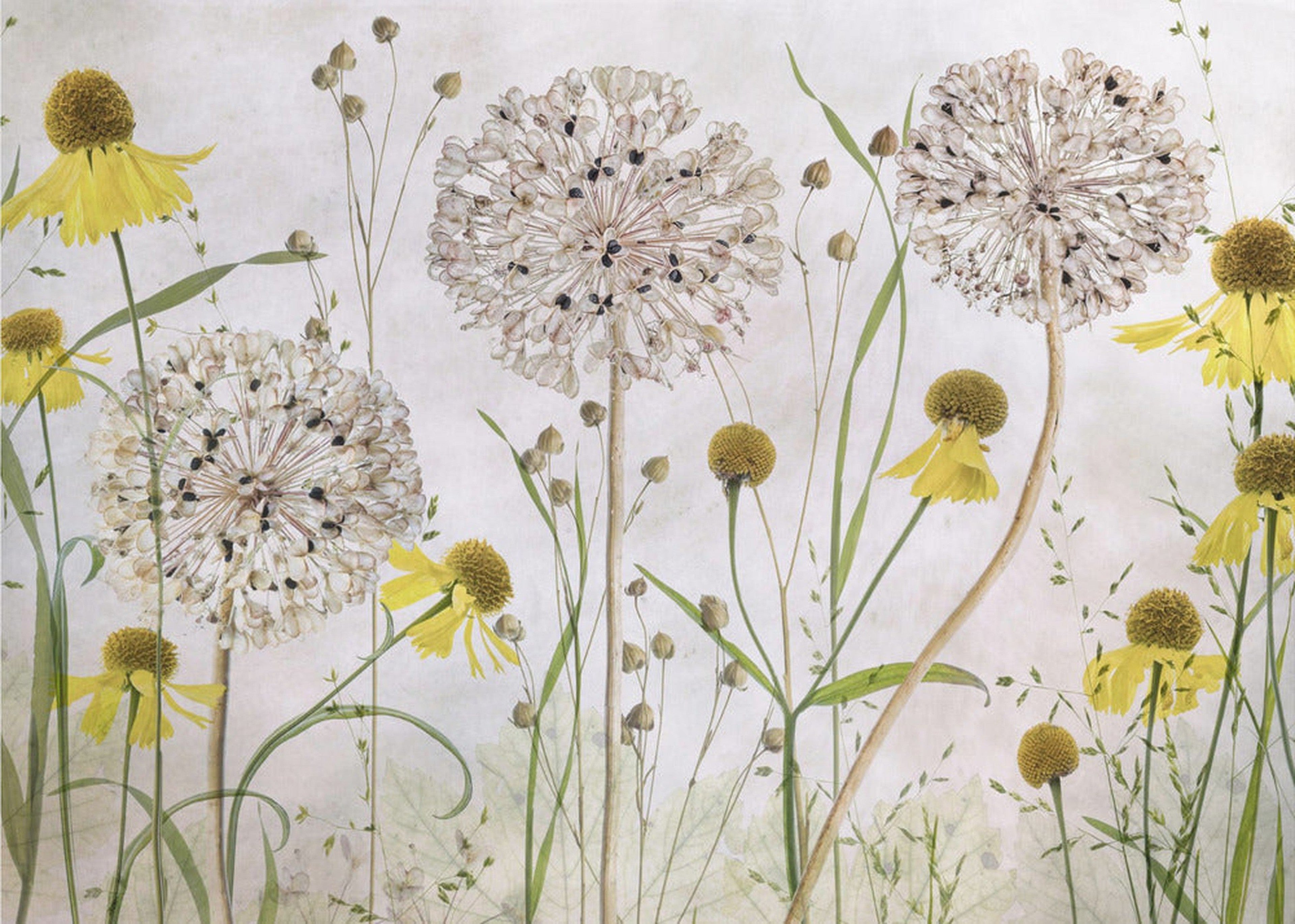 Alliums and heleniums