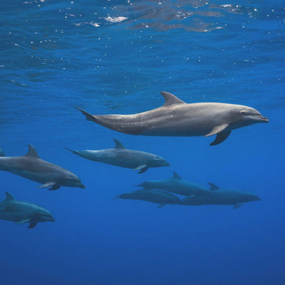 Dolphins rumsbild 3