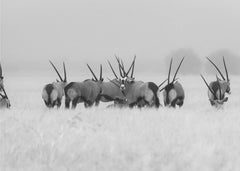 Djur Oryx in the rain – kvalitetsprodukt för ett vackrare och mer hållbart hem