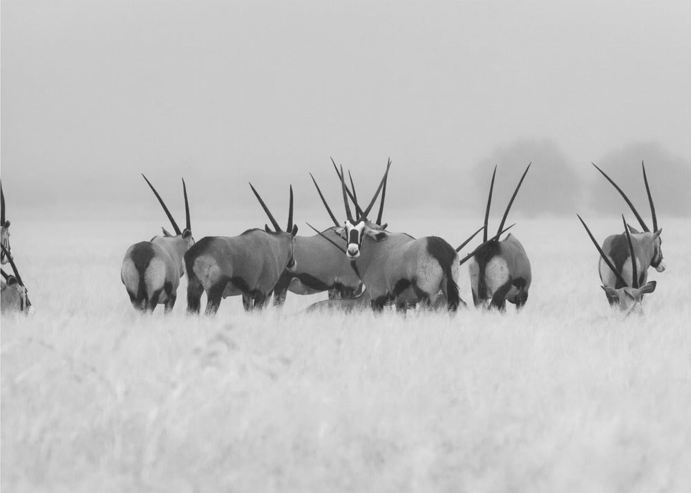 Oryx in the rain