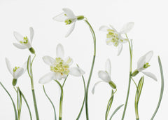 Blommor Spring Snowdrops – kvalitetsprodukt för ett vackrare och mer hållbart hem