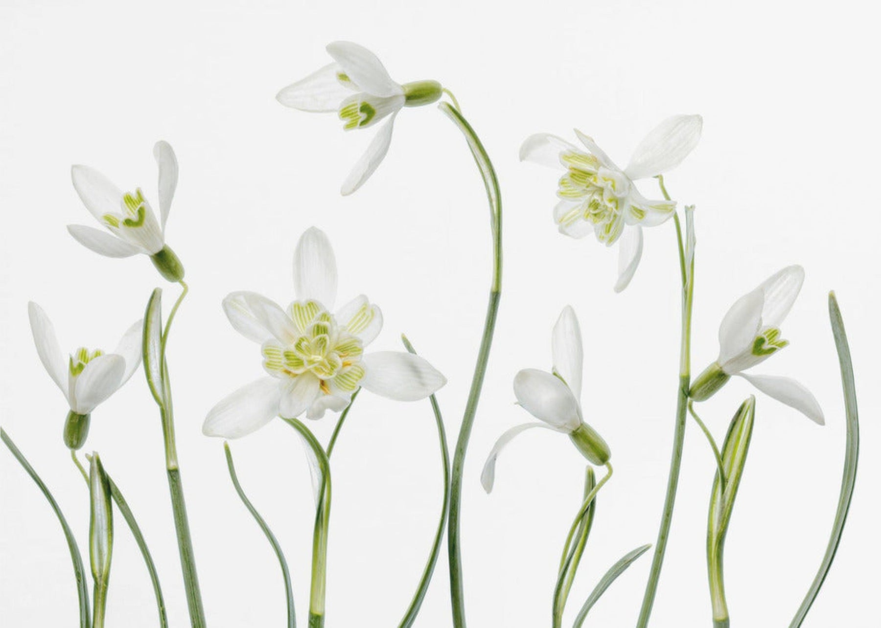 Spring Snowdrops