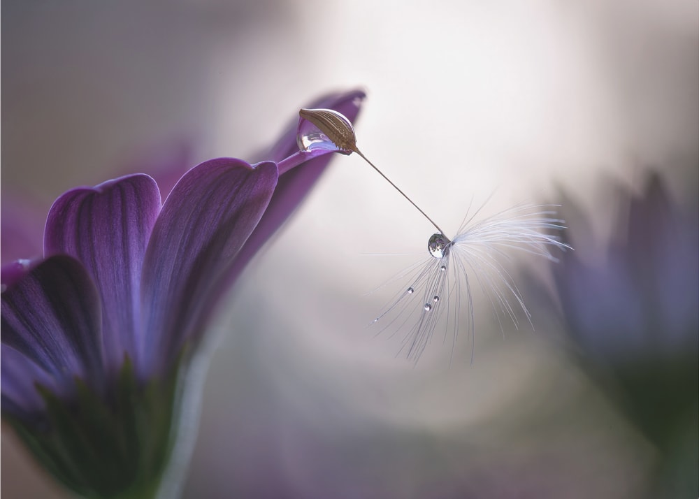 Purple Flower Dewdrop