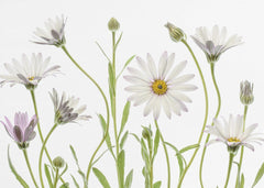 Blommor Cape Daisies – kvalitetsprodukt för ett vackrare och mer hållbart hem