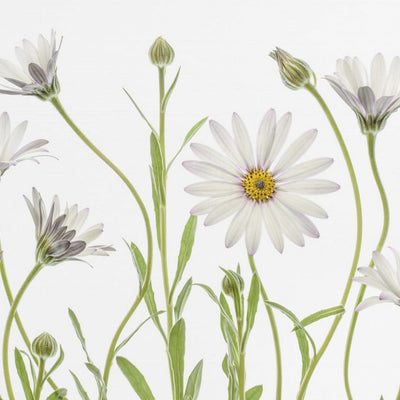 Cape Daisies rumsbild 3